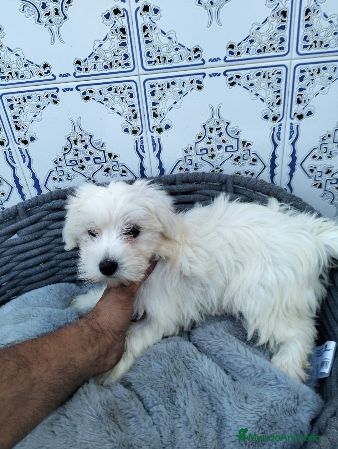 Bichón Maltés perros en venta: Bichón maltés 3 machitos  - Imagen 7