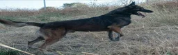 Pastor Belga Malinois perros en venta: Hebras de melinoa - Anuncio 3