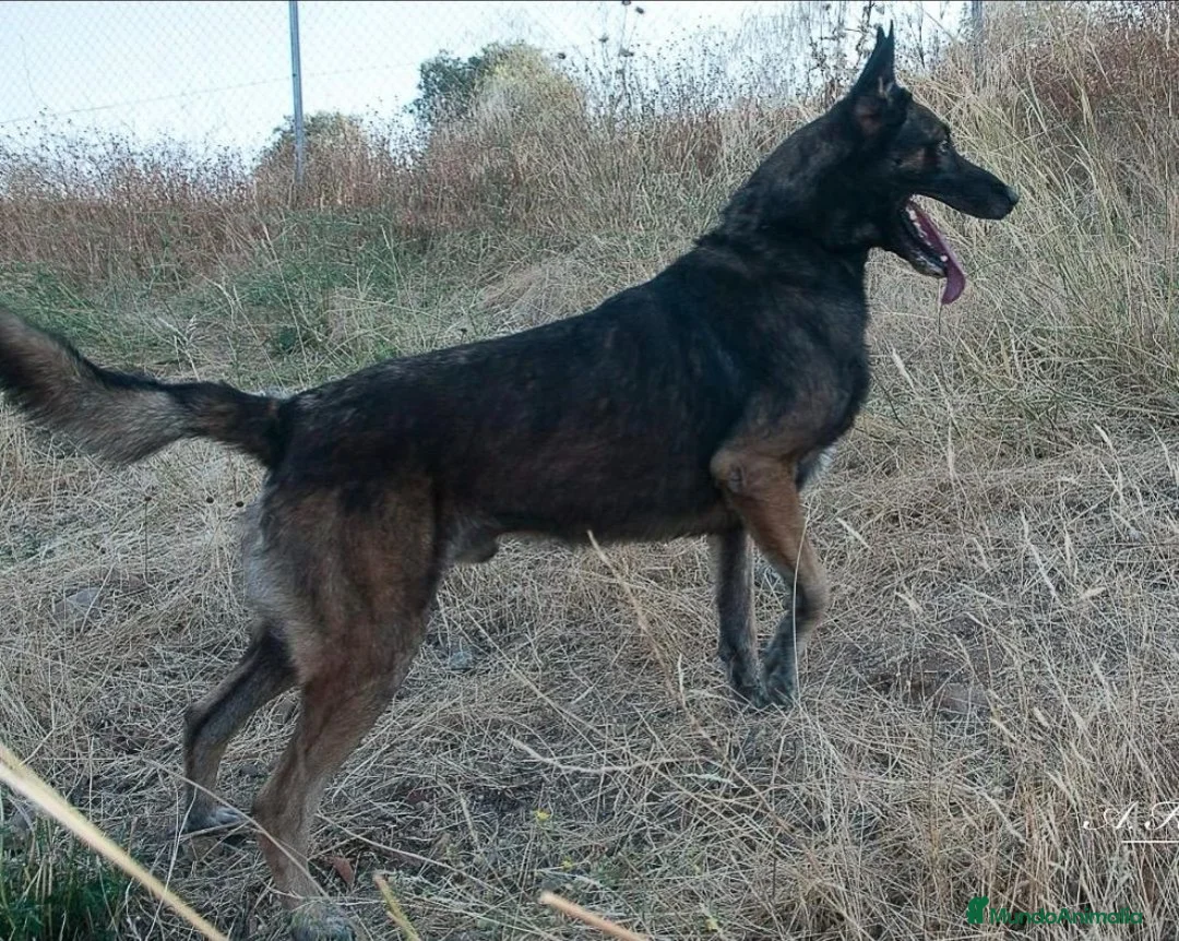 Pastor Belga Malinois perros en venta: Hebras de melinoa - Anuncio 3