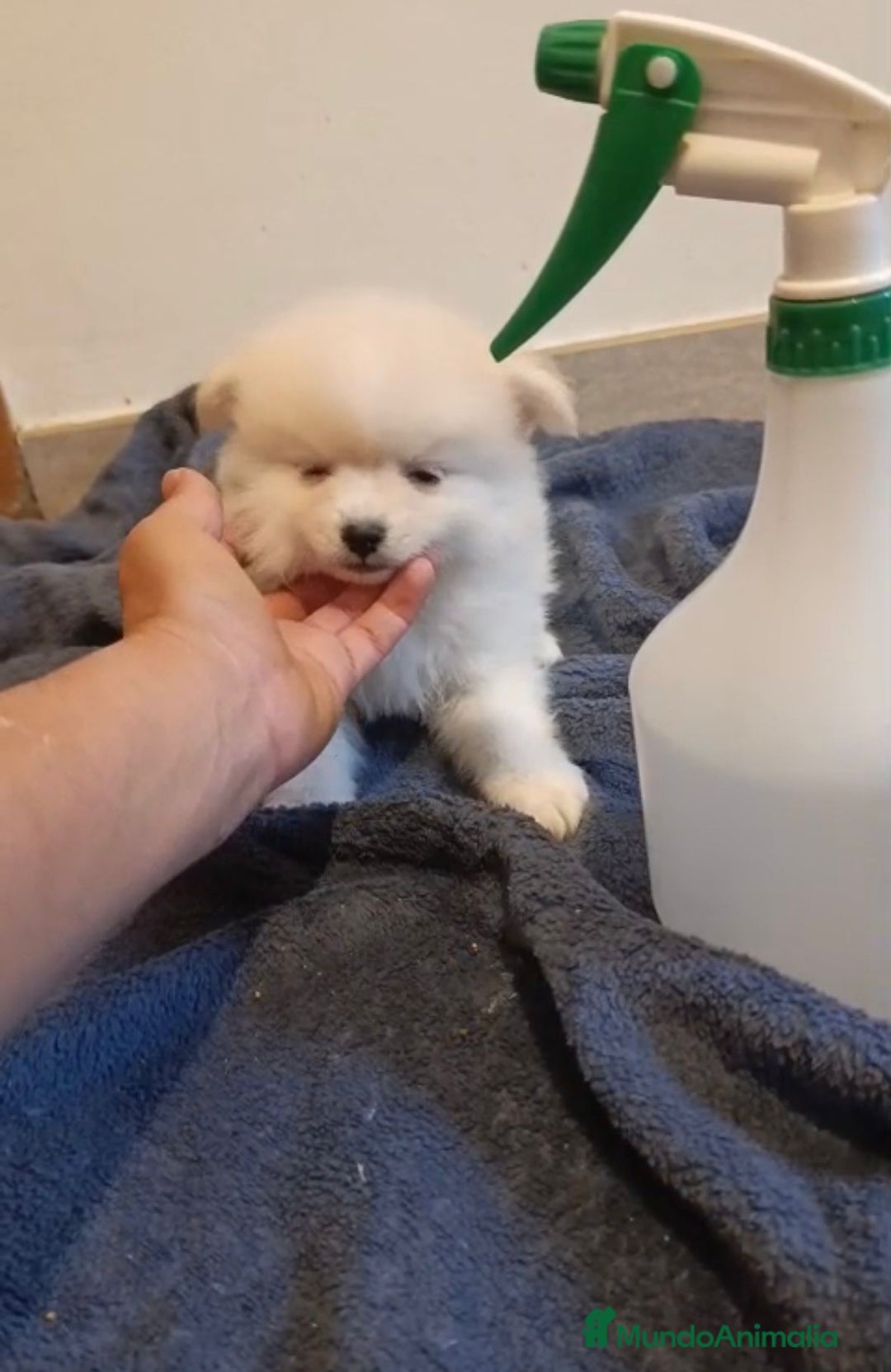 Pomerania perros en venta: Lulu pomerania toy - Imagen 7