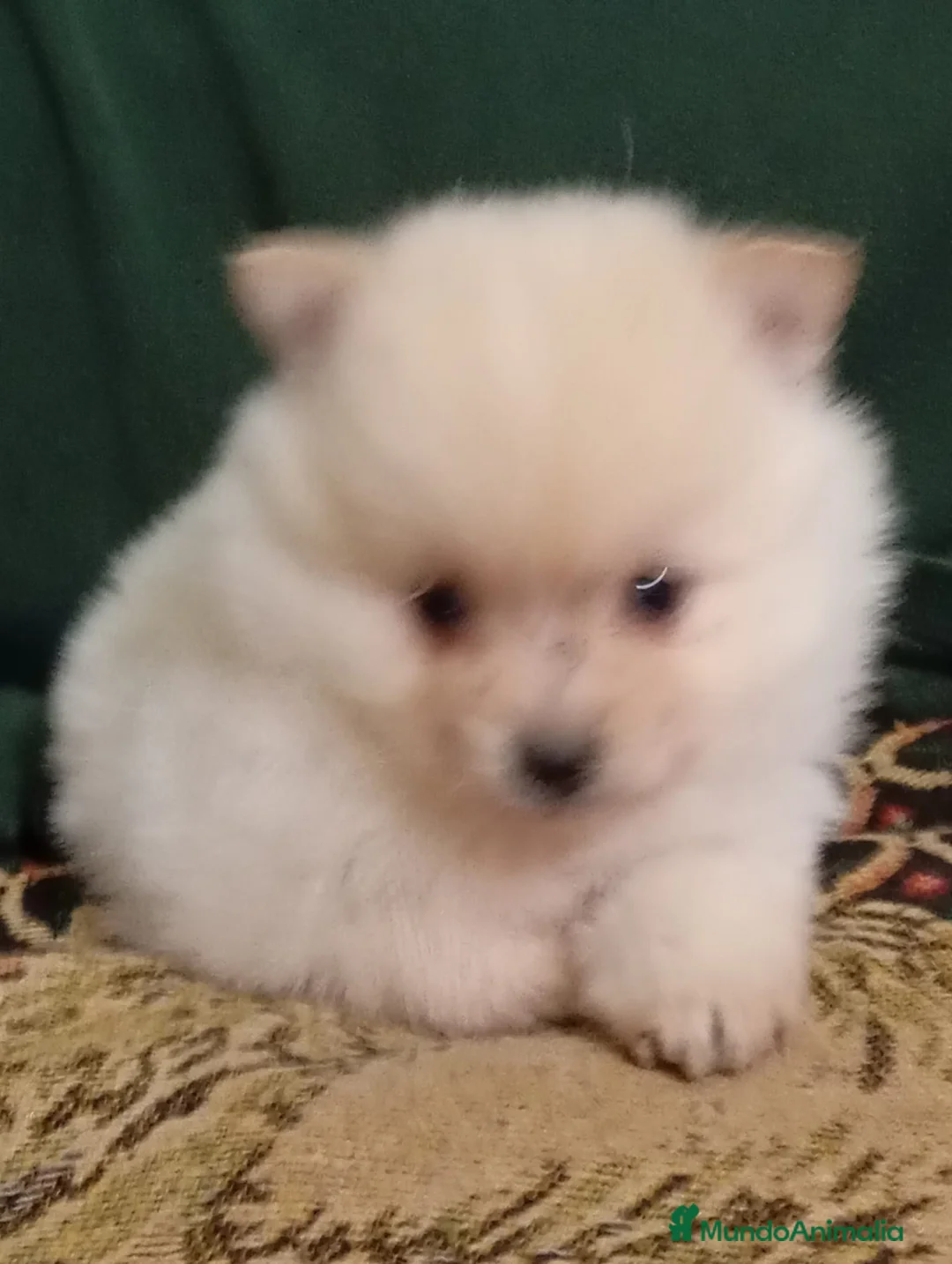 Pomerania perros en venta: Lulú Pomerania  crema  - Anuncio 1
