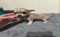Chihuahua perros en venta: Chihuahua minis en CURTIS. La Coruña  - Imagen 3