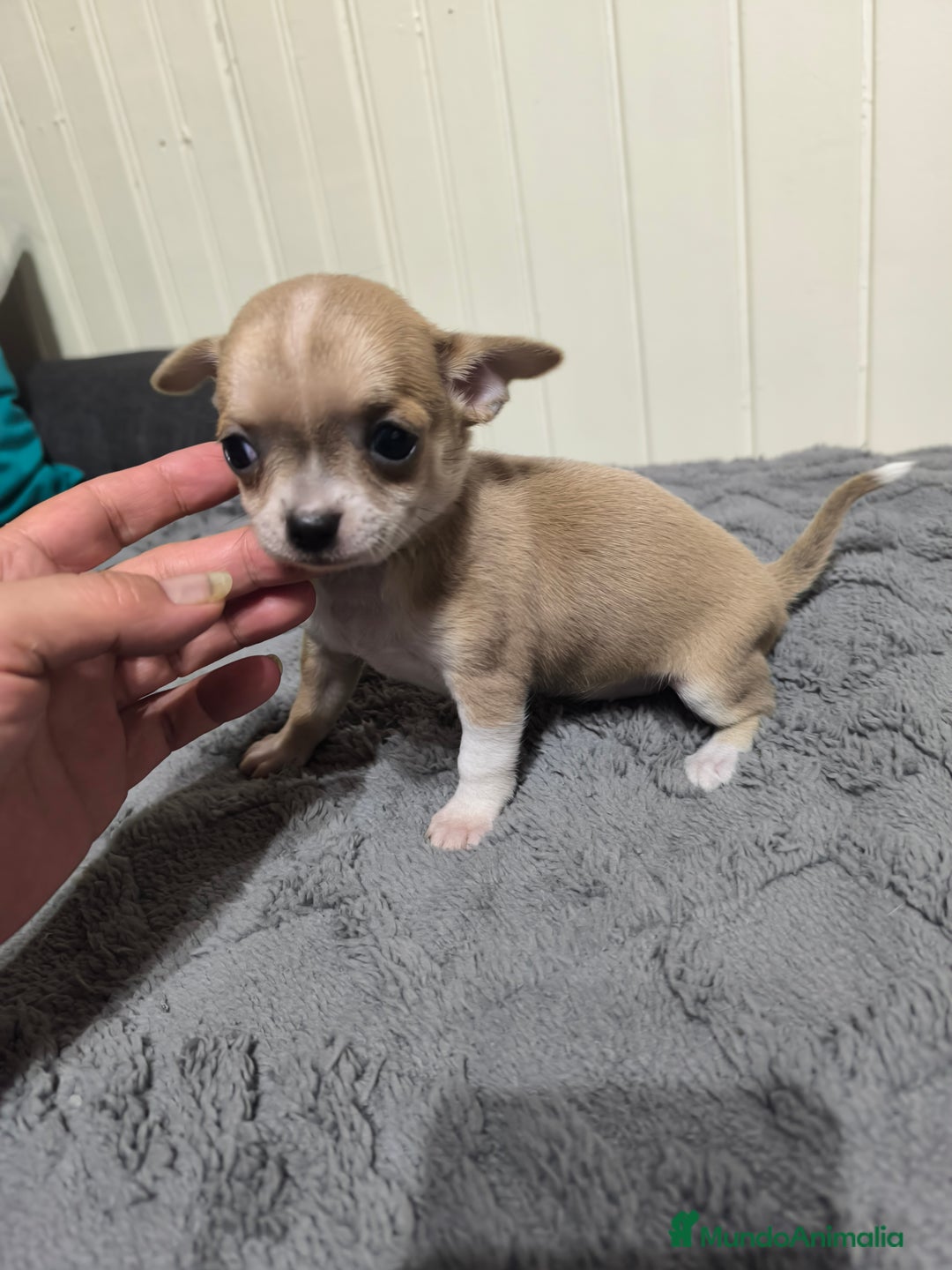Chihuahua perros en venta: Chihuahua minis en CURTIS. La Coruña  - Imagen 3