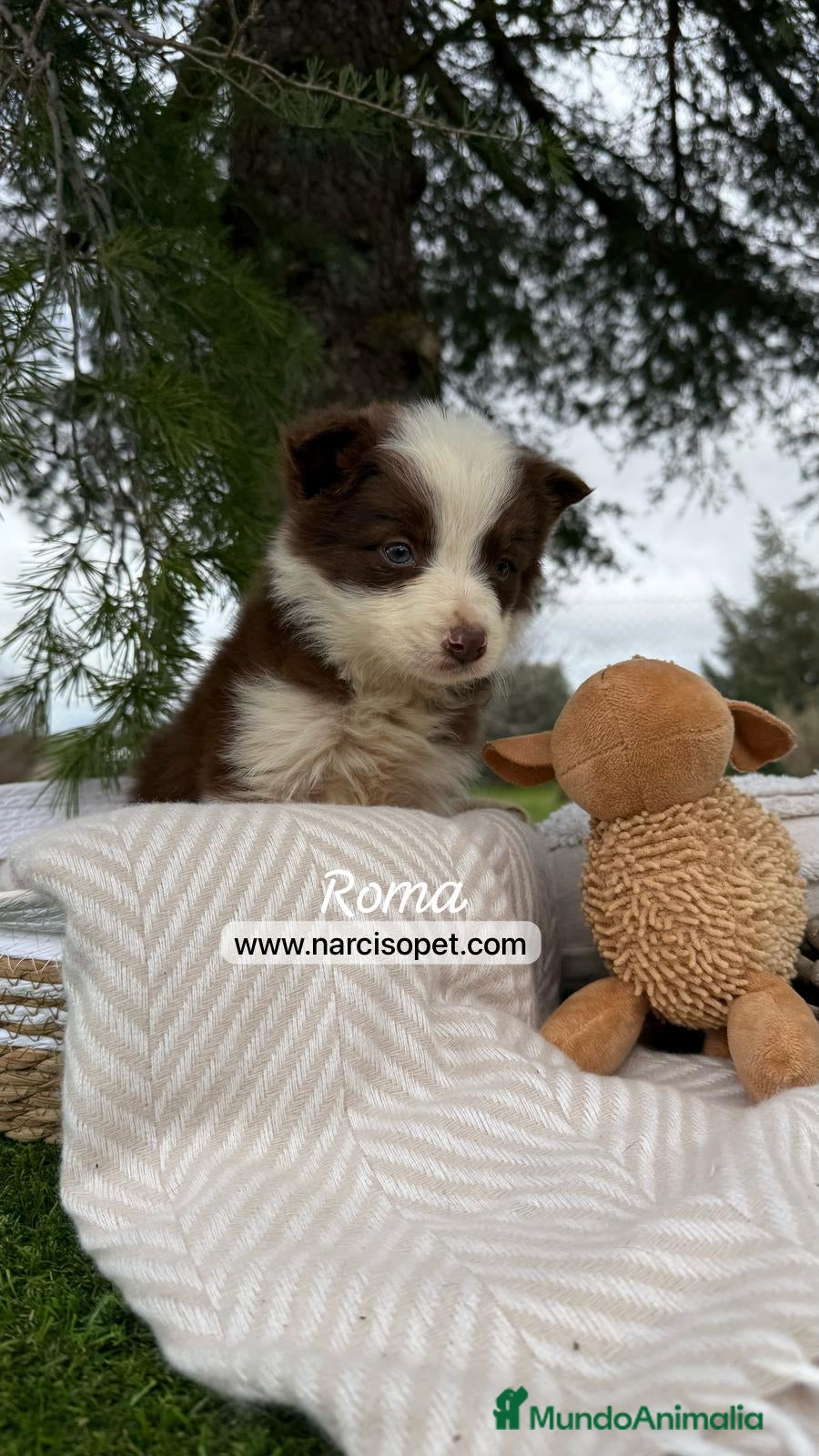 Border Collie perros BEBE BORDER COLLIE CHOCOLATE en Asturias - Anuncio 2