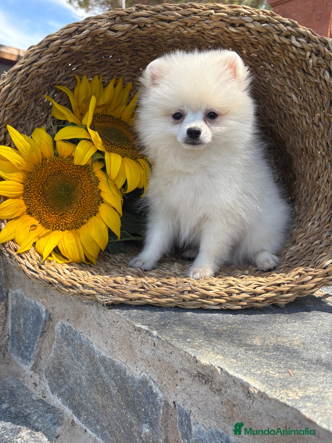 Pomerania perros en venta: Pomerania hembra blanca para entregar - Imagen 8