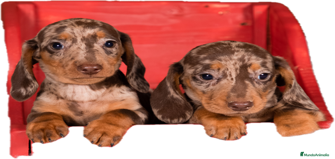 Imagen de galería {{count}}