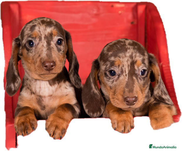 Imagen de galería {{count}}