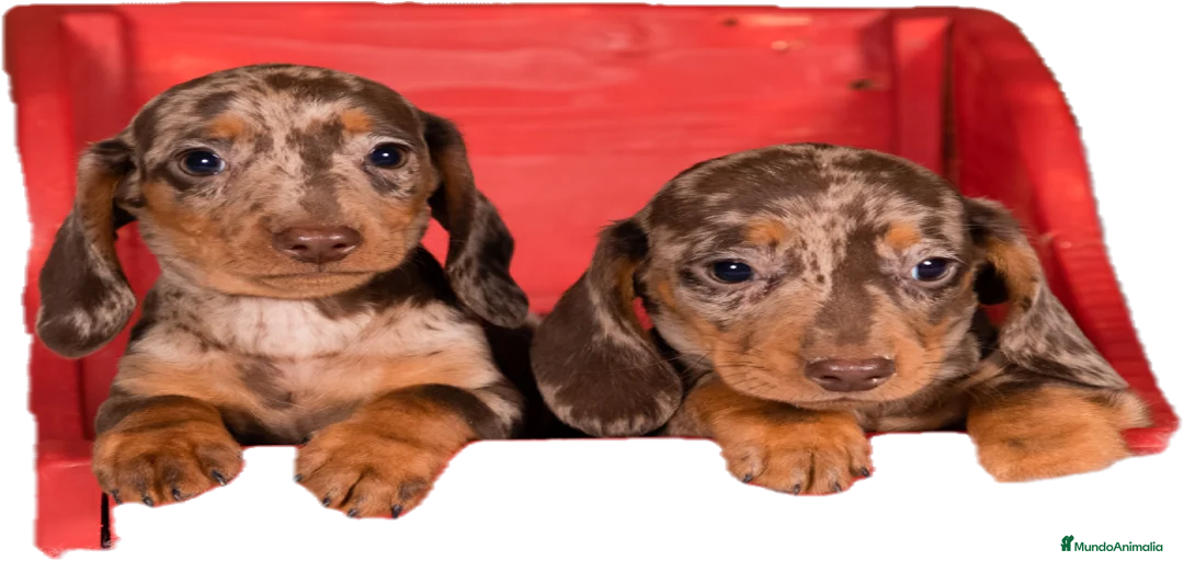 Imagen de galería {{count}}