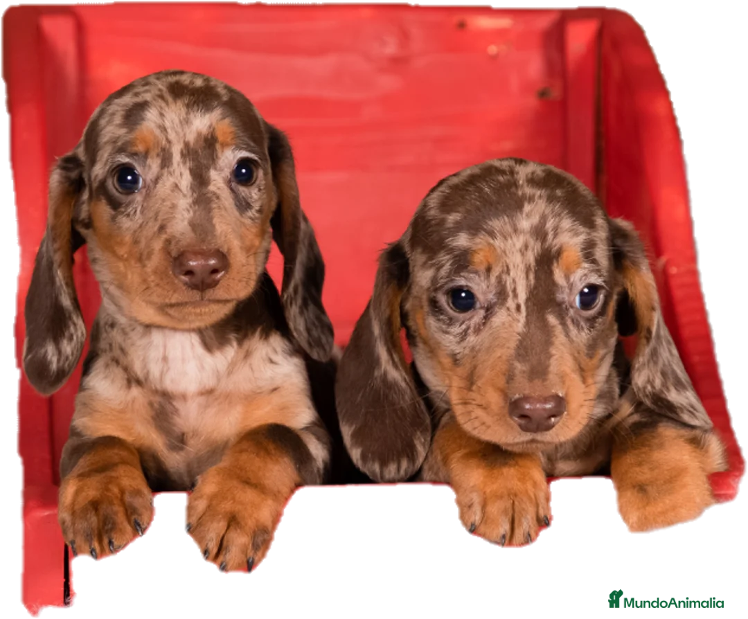 Imagen de galería {{count}}