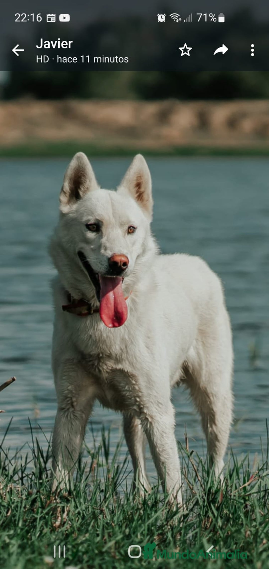Husky Siberiano perros en adopcion: PRECIOSO HUSKY SIBERIANO  - Anuncio 2
