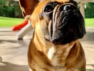 Bulldog Francés perros Bulldog Francés Macho - Anuncio 1