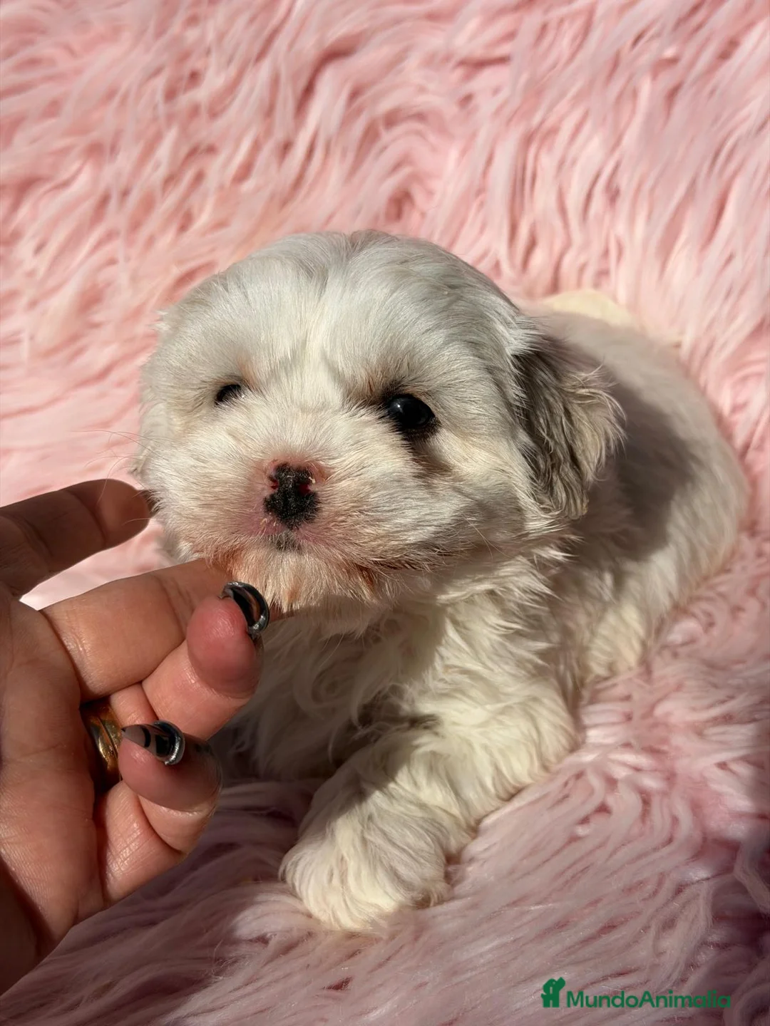 Bichón Maltés perros en venta: BICHON MALTES HEMBRA  - Anuncio 2