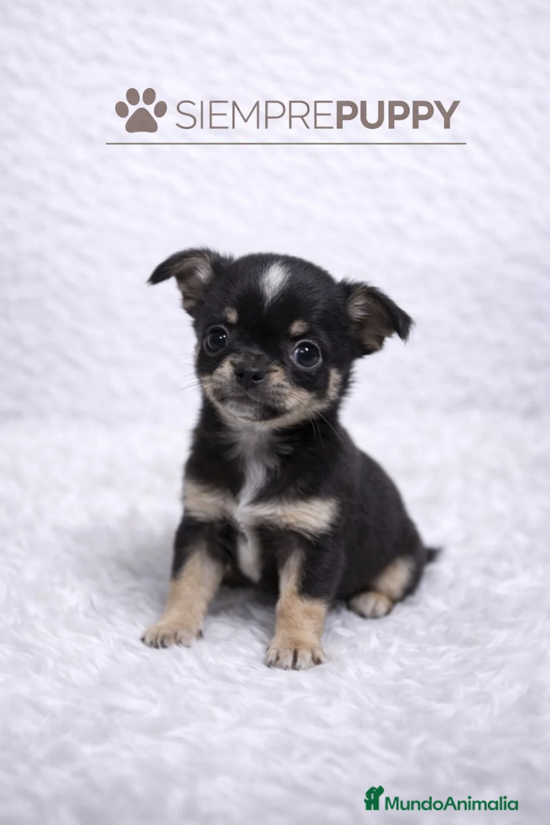 Chihuahua perros en venta: CHIHUAHUA MINI TOY CABEZA DE MANZANA - Anuncio 1
