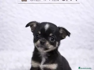 Chihuahua perros CHIHUAHUA MINI TOY CABEZA DE MANZANA - Anuncio 1