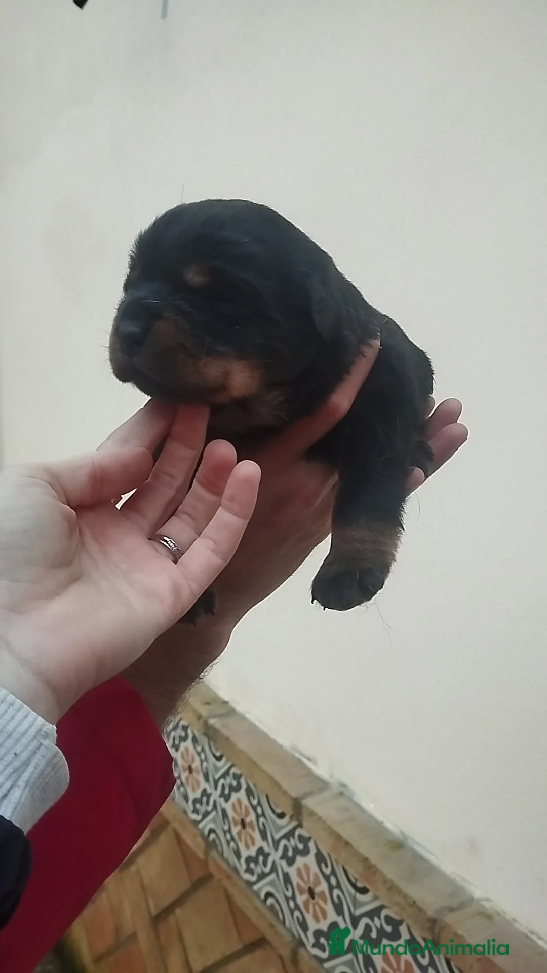 Rottweiler perros en venta: Rottweiler  - Anuncio 2