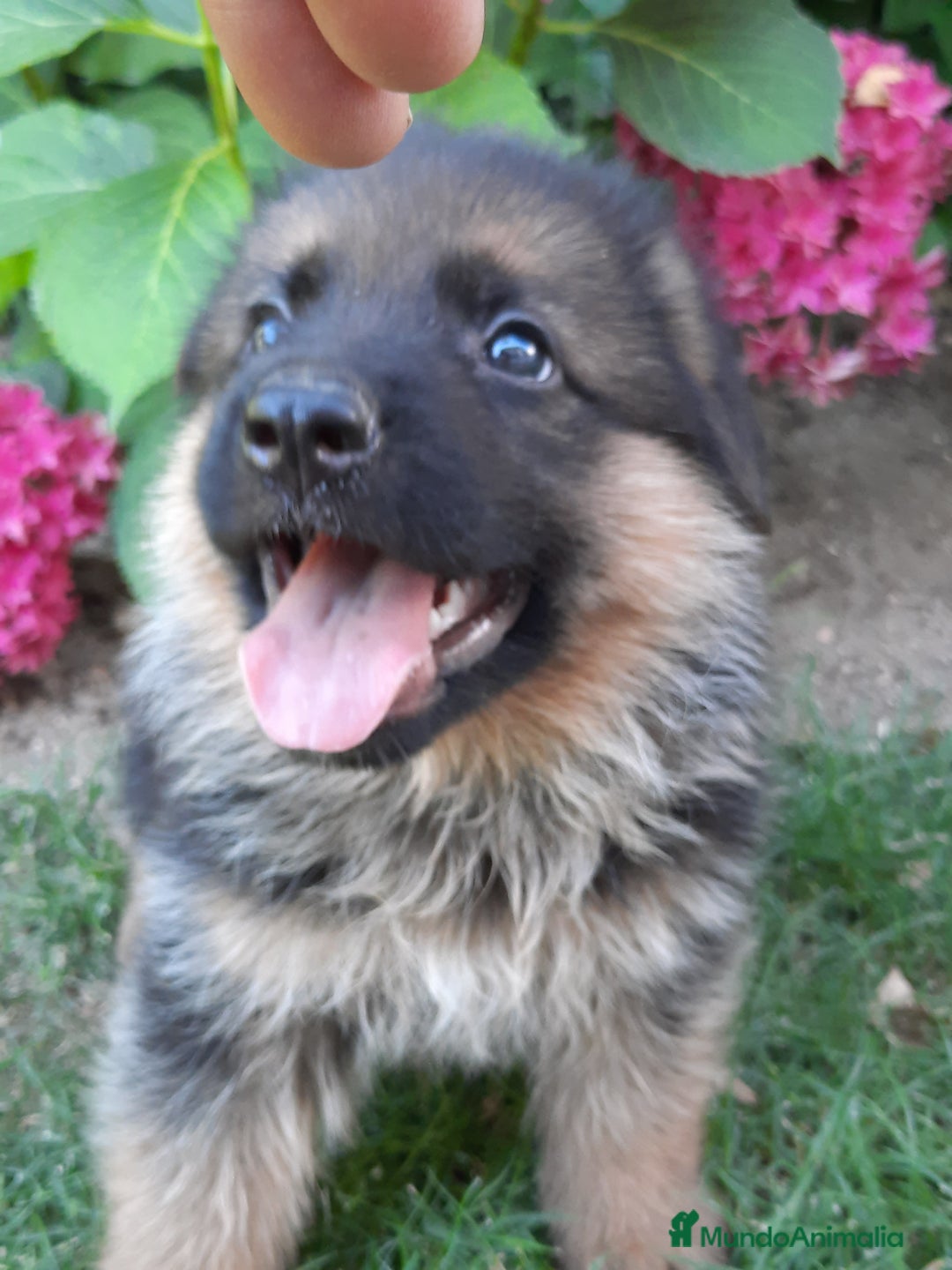 Pastor Alemán perros en venta: Pastores alemanes  - Imagen 4