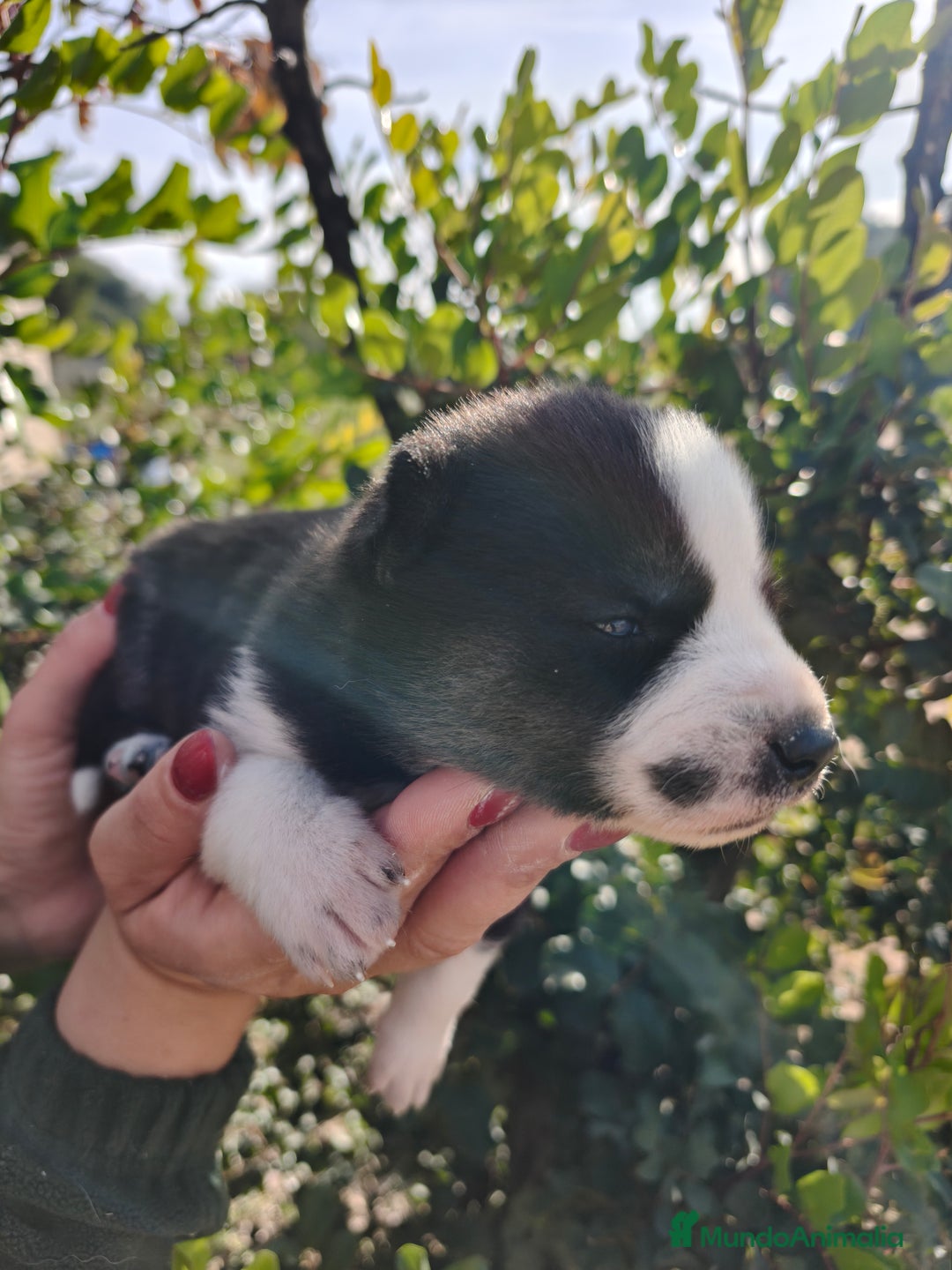 Husky Siberiano perros en venta: Husky SIBERIANO Macho y Hembra  - Anuncio 7
