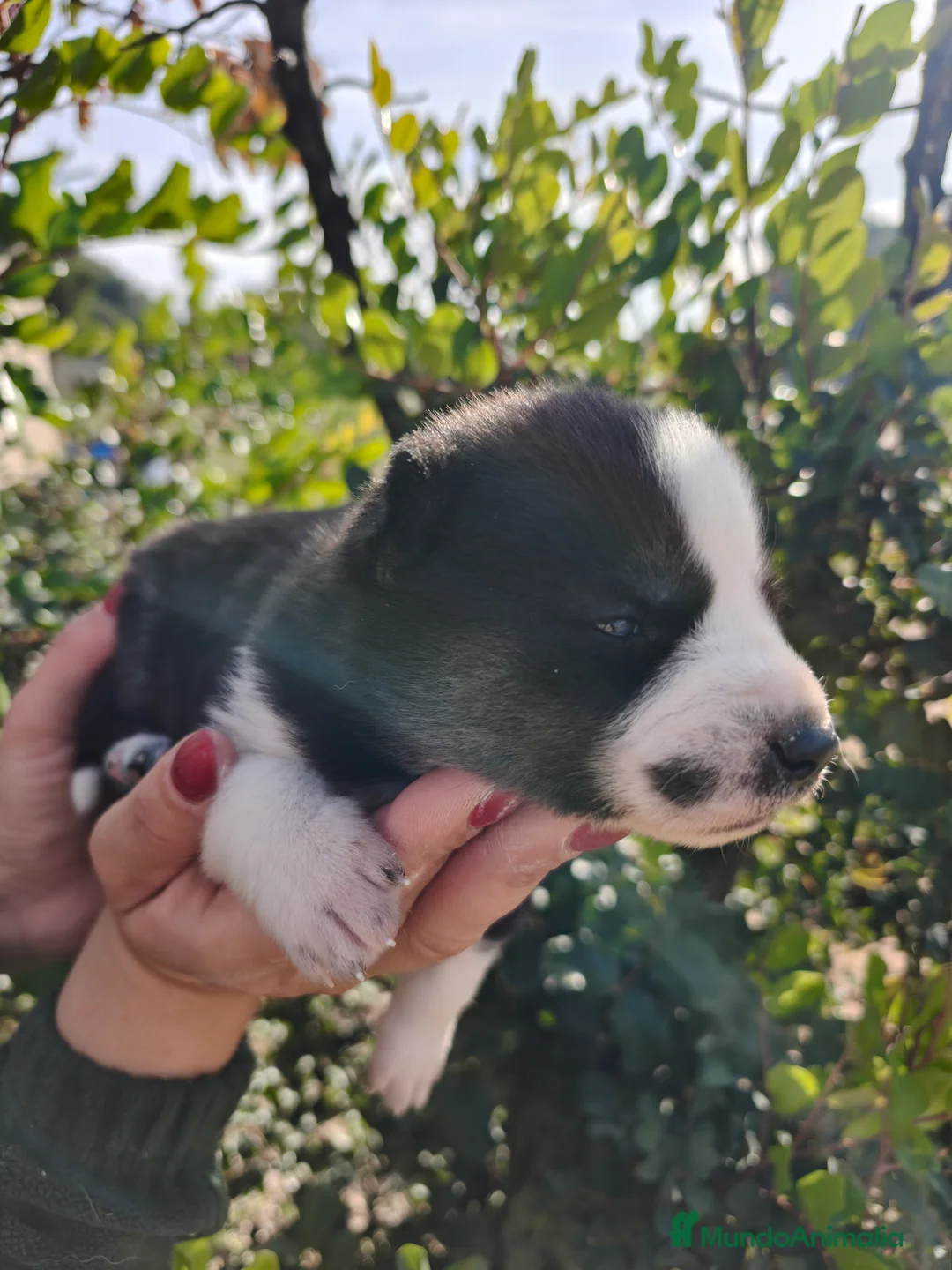 Husky Siberiano perros en venta: Husky SIBERIANO Macho y Hembra  - Anuncio 7
