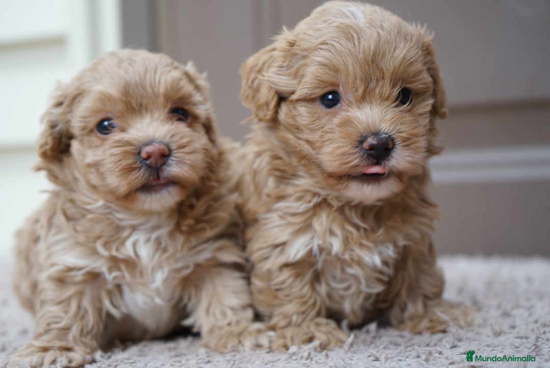 Maltipoo perros en venta: 🍥🐾 Muffi, Mochi & Yuki ✨ - Imagen 5