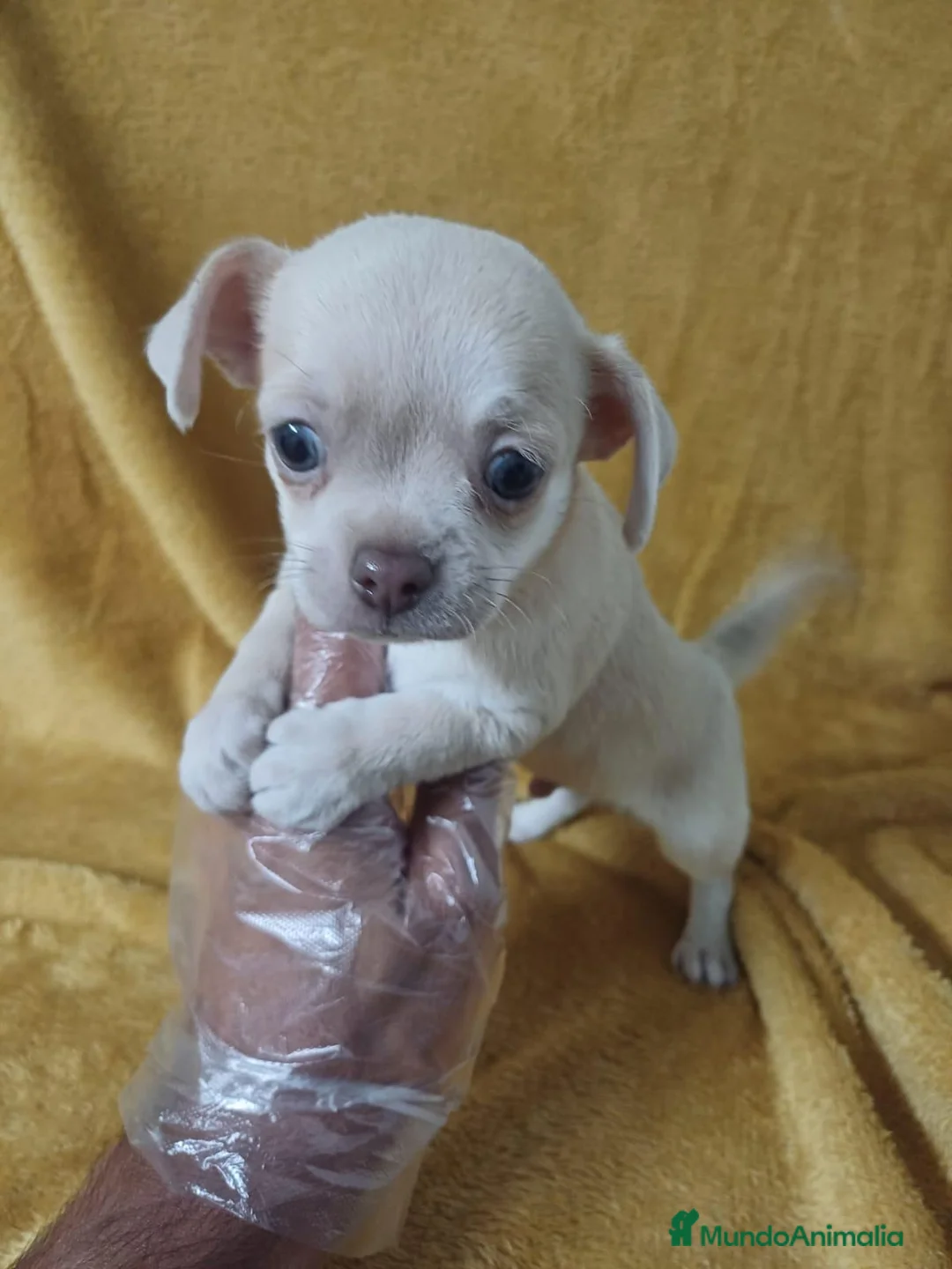 Chihuahua perros en venta: Chihuahua  - Anuncio 2
