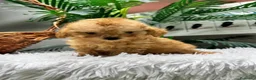 Caniche Toy perros en venta: CANICHE TOY - Anuncio 4