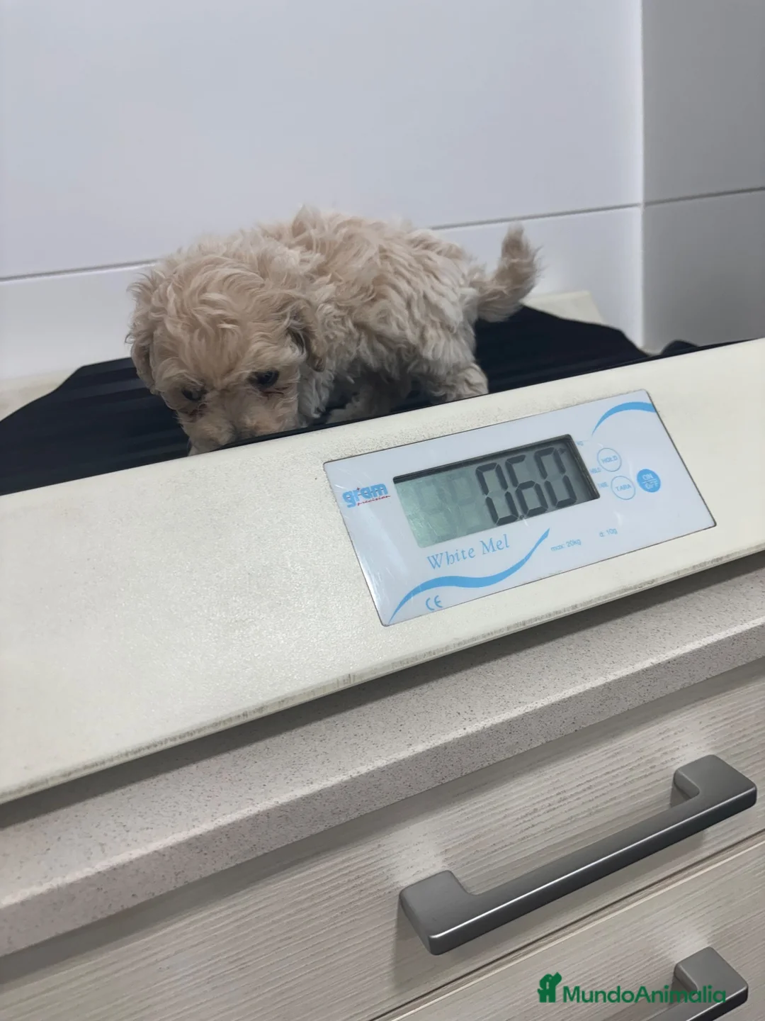 Caniche Toy perros en venta: Caniche Toy macho - Anuncio 3