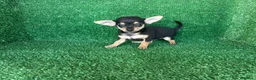 Chihuahua perros en venta: chihuahua - Anuncio 6