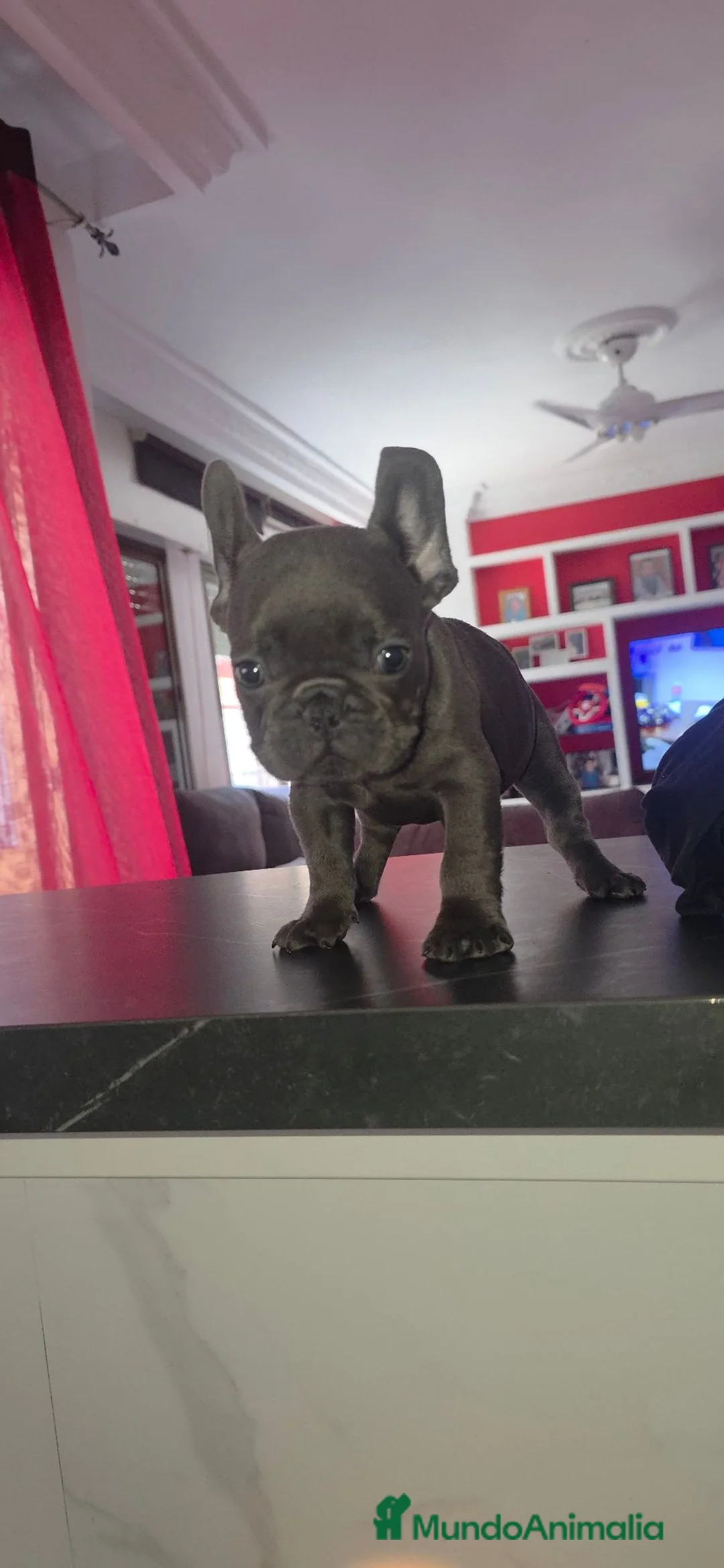 Bulldog Francés perros en venta: Bulldog francés  - Anuncio 1