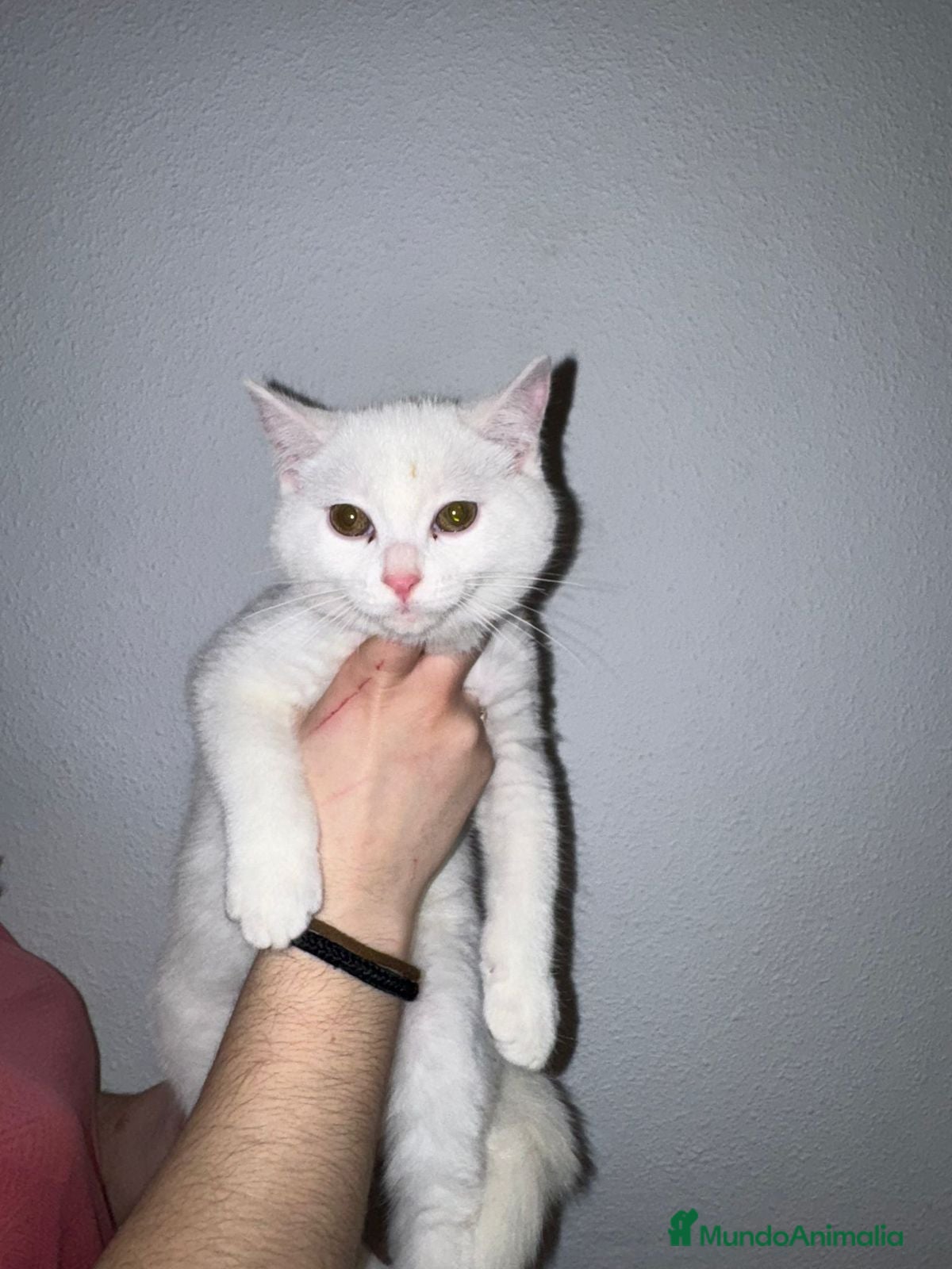 Británico de Pelo Corto gatos Cruce de British  - Anuncio 1