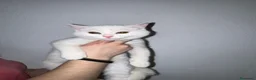Británico de Pelo Corto gatos en venta: Cruce de British  - Anuncio 1