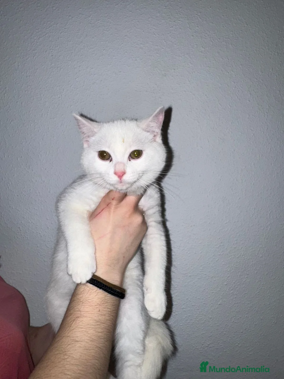 Británico de Pelo Corto gatos en venta: Cruce de British  - Anuncio 1