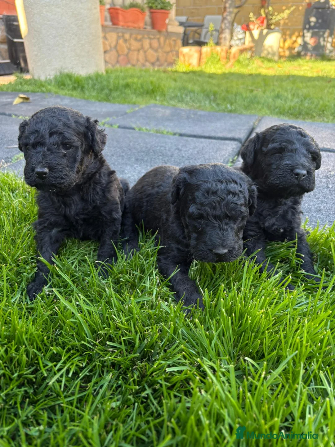 Perro de Agua Español perros en venta: Perrita de aguas negra azabache en Madrid - Anuncio 1