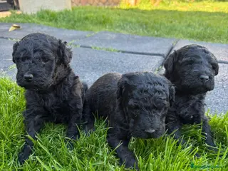 Perro de Agua Español perros Perrita de aguas negra azabache - Anuncio 2