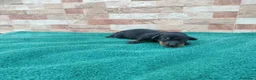 Teckel Miniatura perros en venta: Teckels Miniaturas de calidad - Anuncio 8