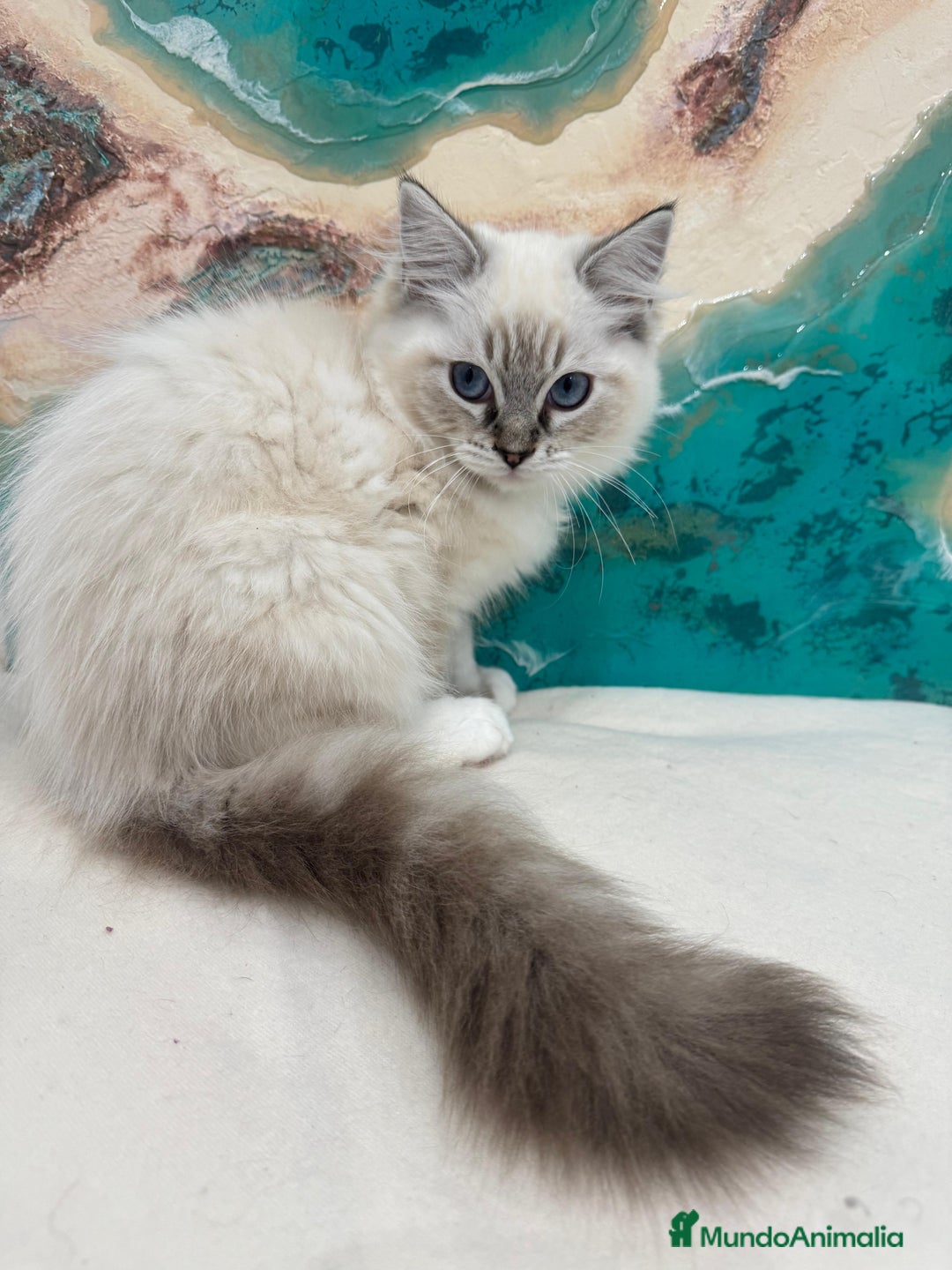 Ragdoll gatos en venta: Gatito ragdoll macho Seal Tabby Mitted - Anuncio 3