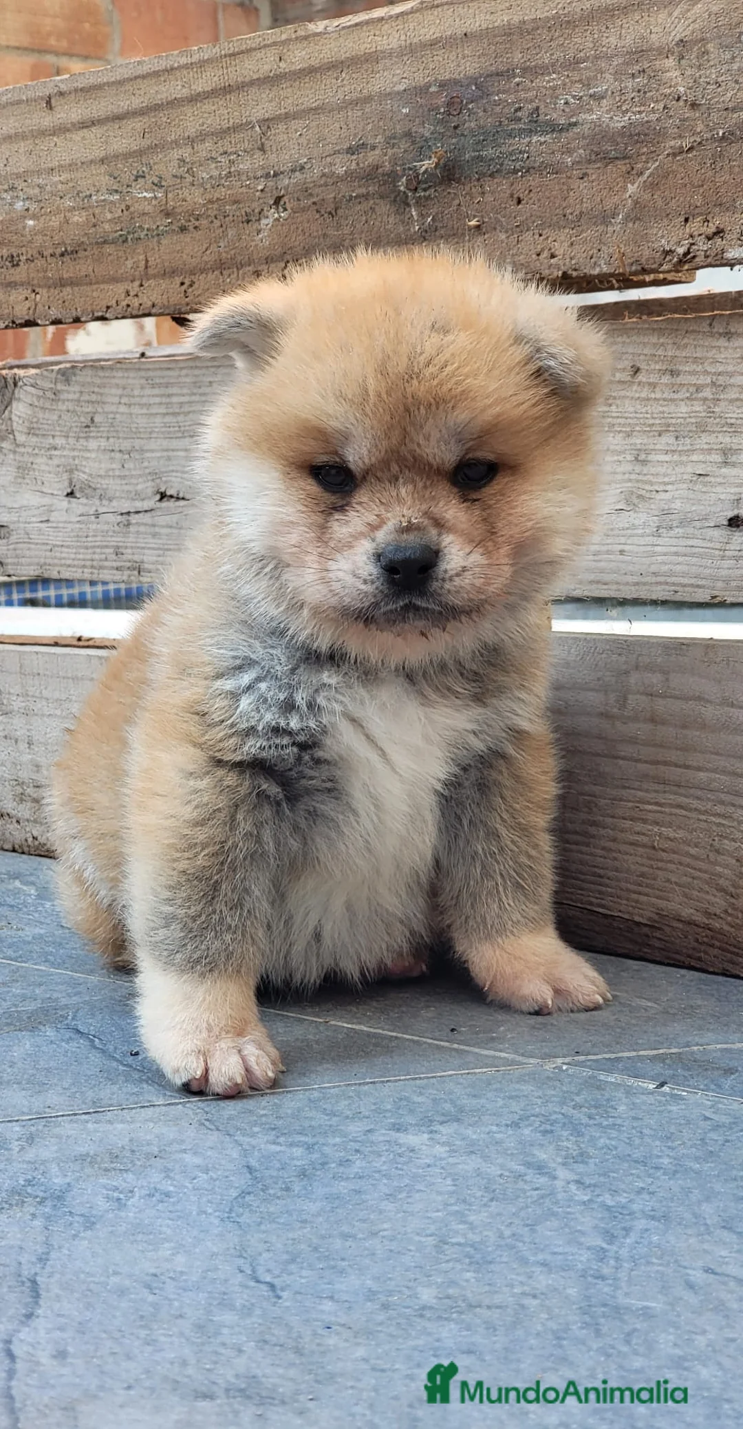 Akita Inu perros en venta: AKITA INU - Anuncio 1
