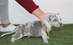 American Pit Bull Terrier perros en venta: American pitbull terrier criados en casa - Imagen 7