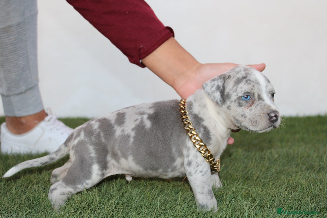 American Pit Bull Terrier perros en venta: American pitbull terrier criados en casa - Imagen 7
