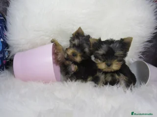 Yorkshire Terrier perros - Anuncio 23