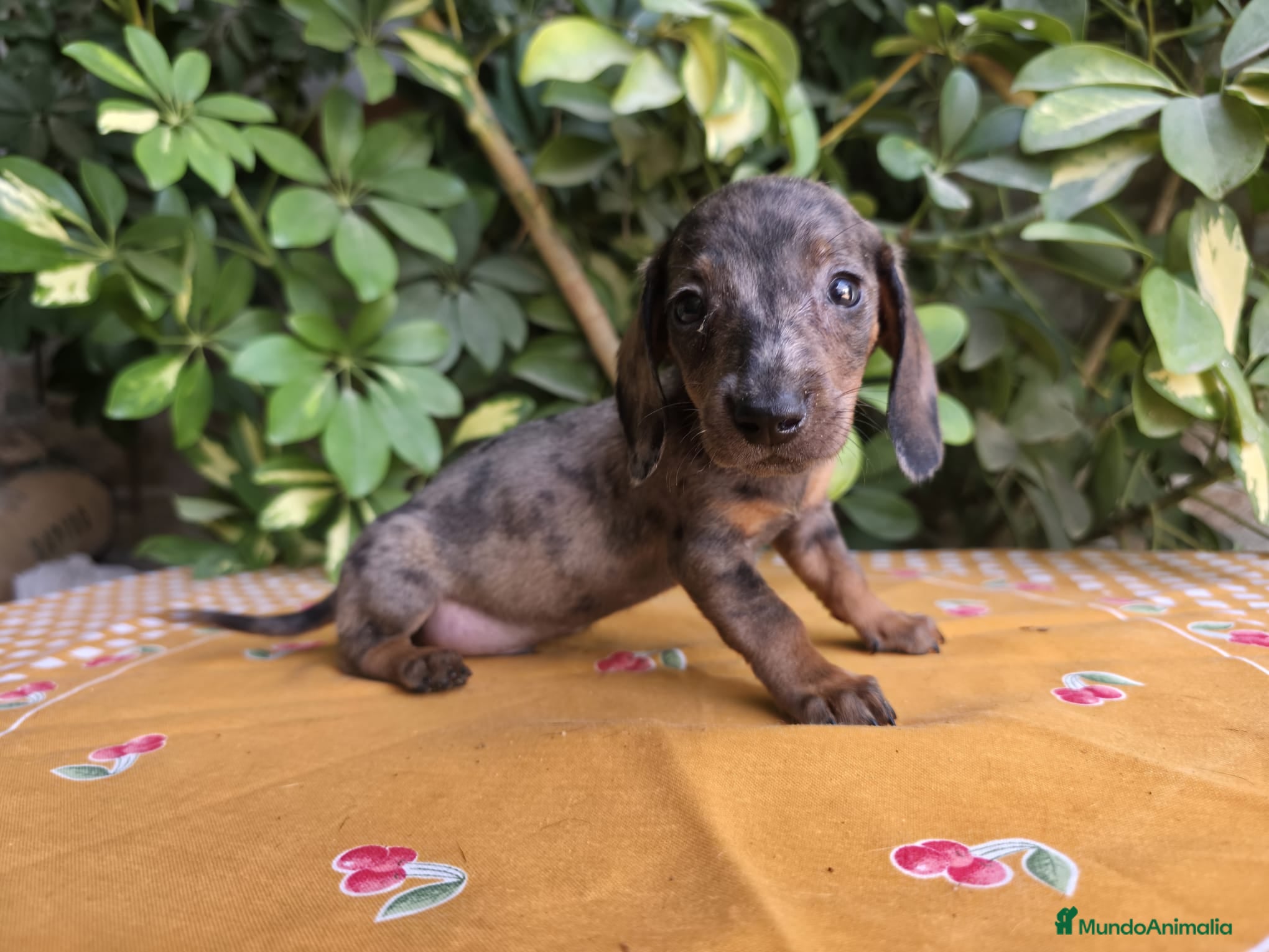 Teckel Miniatura perros TECKEL MINIATURA ARLEQUIN JABALI/ JABALI - Anuncio 4