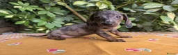 Teckel Miniatura perros en venta: TECKEL MINIATURA ARLEQUIN JABALI/ JABALI - Anuncio 1