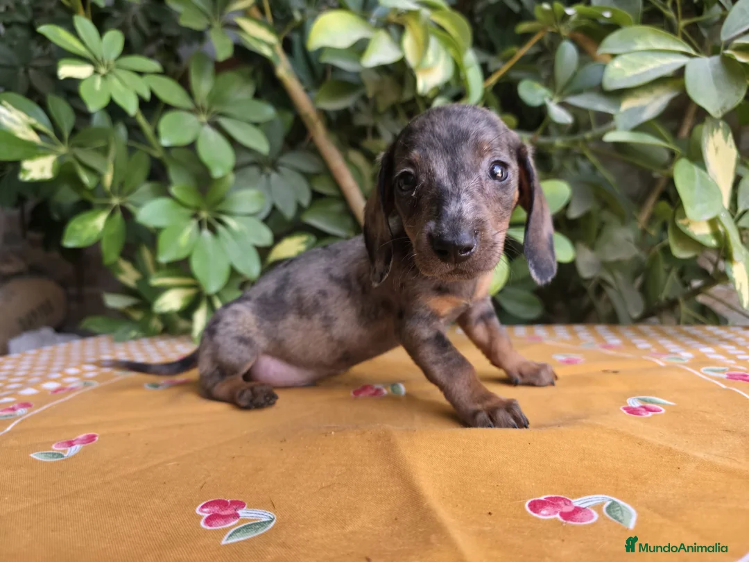 Teckel Miniatura perros en venta: TECKEL MINIATURA ARLEQUIN JABALI/ JABALI - Anuncio 1