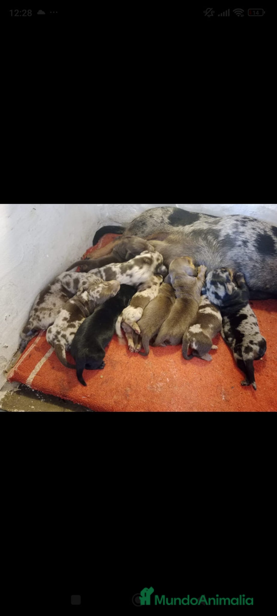 Teckel Miniatura perros en venta: Teckel mini - Anuncio 12