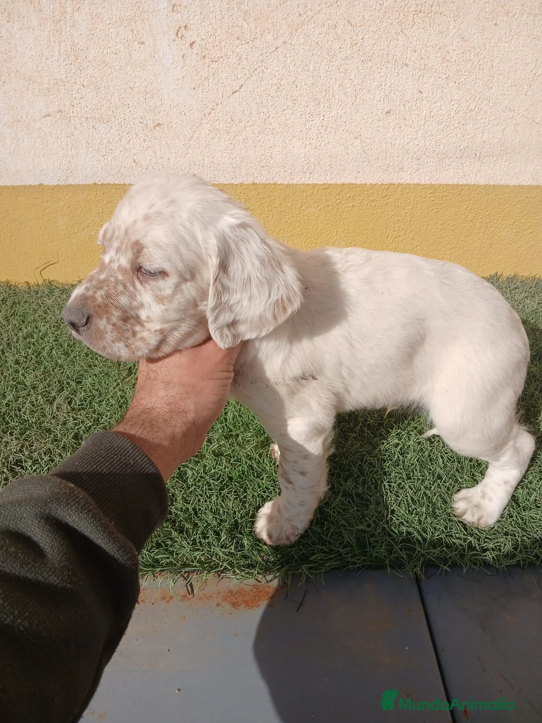 Setter Inglés perros en venta: Setter ingles - Anuncio 11
