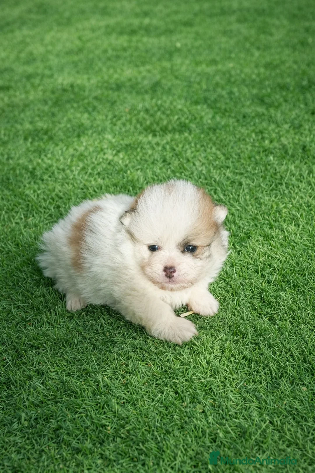 Pomerania perros en venta: PRECIOSOS POMERANIAS MINI   - Anuncio 2