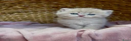 Británico de Pelo Corto gatos en venta: Camada F2 de British Shorthair Golden - Anuncio 21