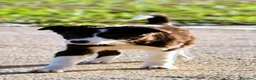 Border Collie perros en venta:  camada de border collie todos los colores - Anuncio 6