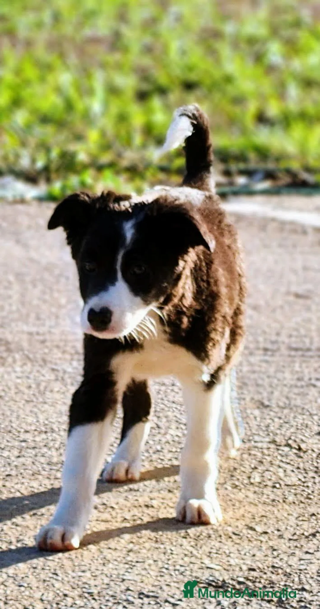 Border Collie perros en venta:  camada de border collie todos los colores - Anuncio 6