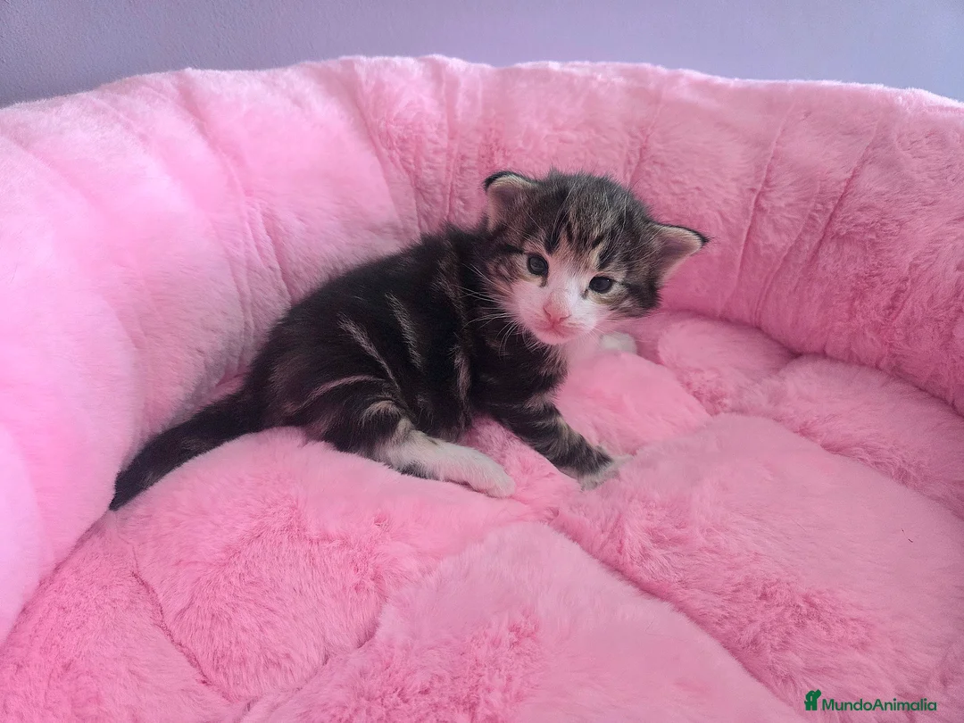 Bosque de Noruega gatos en venta: Gatitos bosques de noruega pedigrí  - Anuncio 9