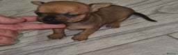 Chihuahua perros en venta: Chihuahua cabeza manzana hembra - Anuncio 3